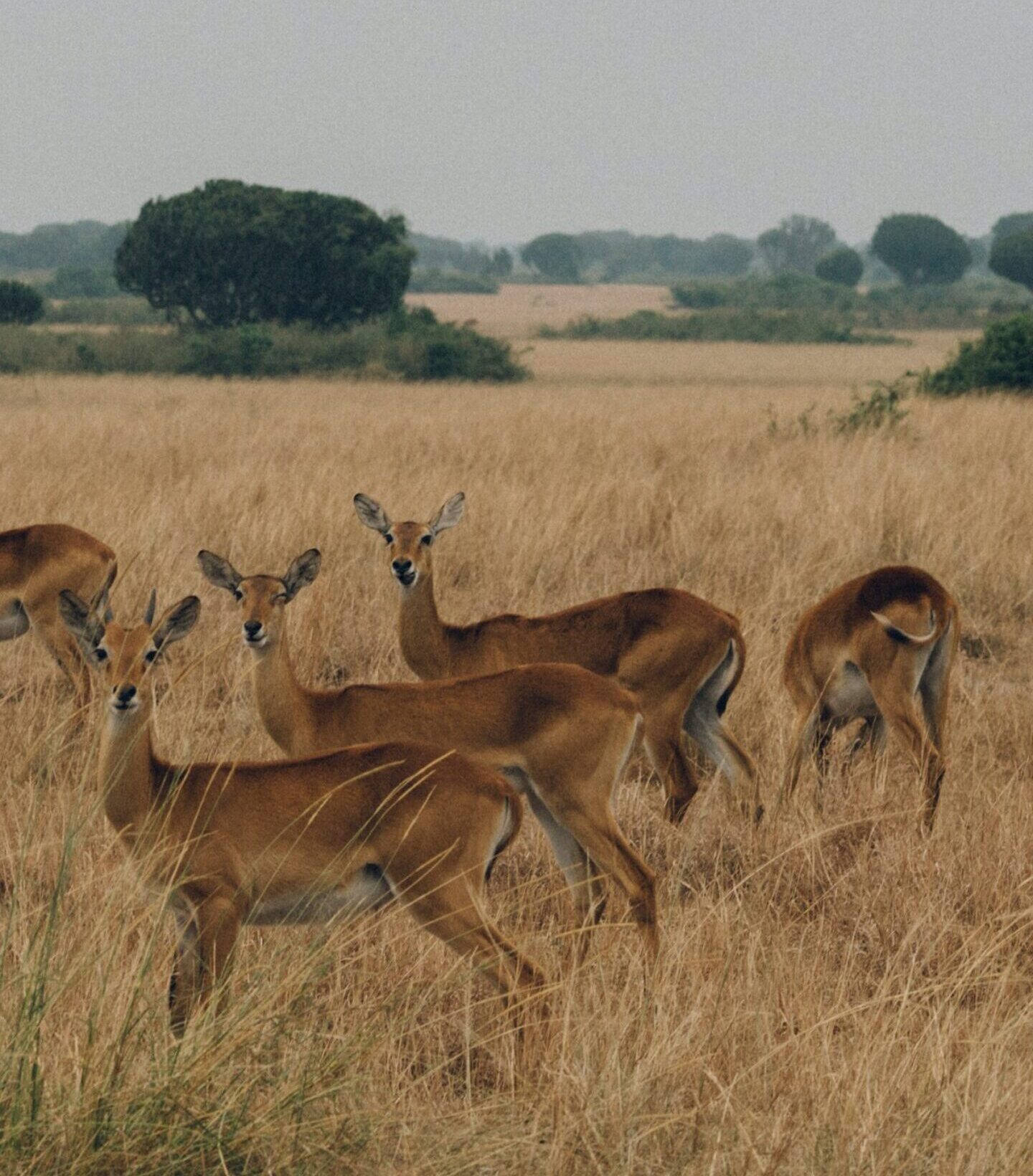 Uganda