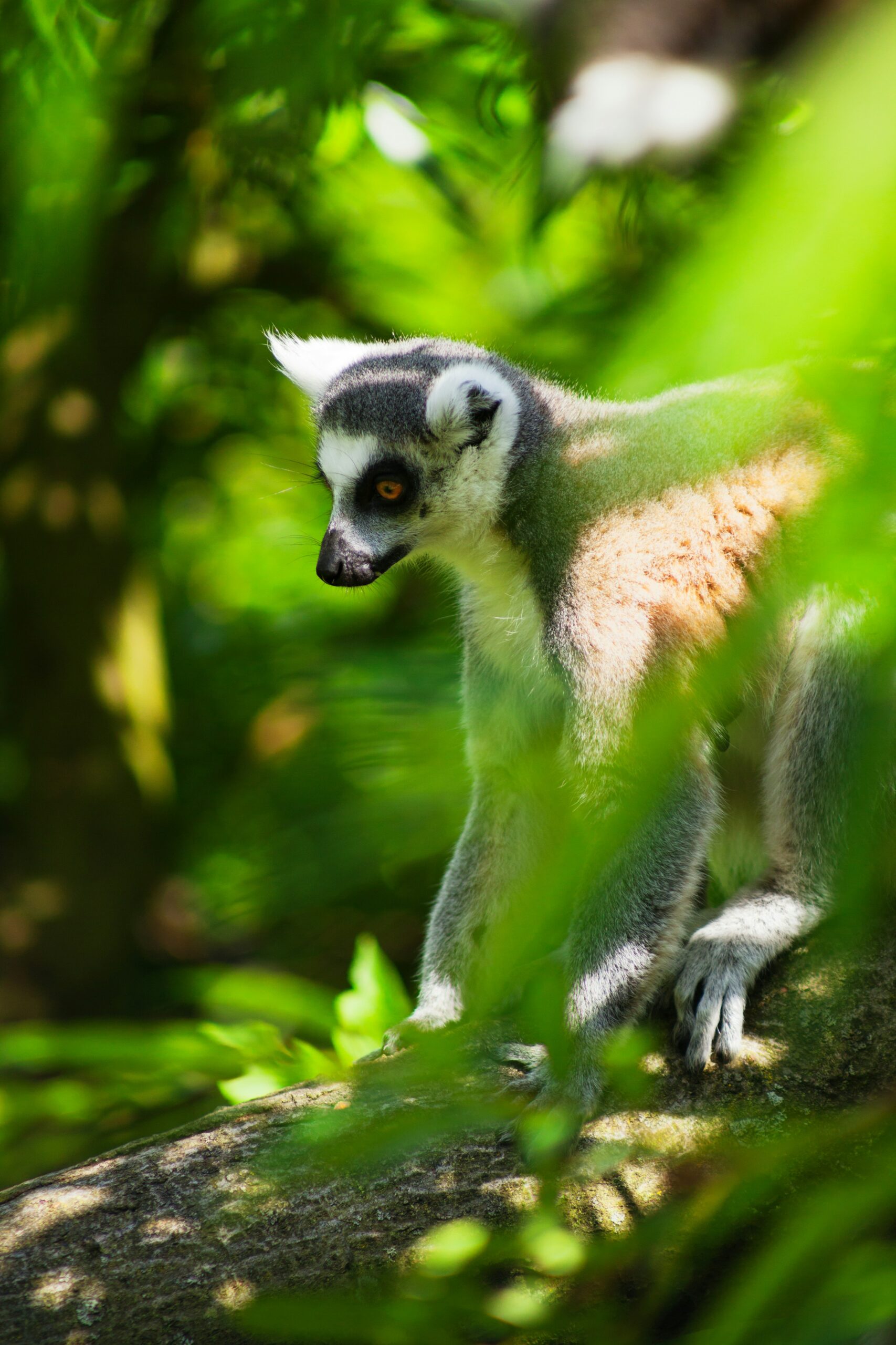 Madagascar
